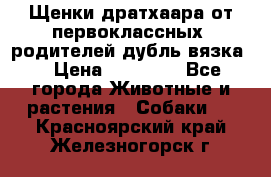 Щенки дратхаара от первоклассных  родителей(дубль вязка) › Цена ­ 22 000 - Все города Животные и растения » Собаки   . Красноярский край,Железногорск г.